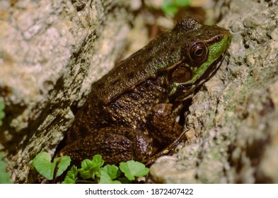 Green Frog: Lithobates clamitans -  Native to eastern North America, a large species of frog commonly seen  in ponds, swamps, rivers and streams. - Shutterstock ID 1872407422