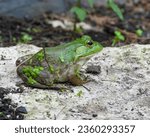 Green Frog (Lithobates clamitans)
North American Amphibian 