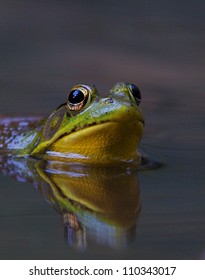 Green Frog, Lithobates Clamitans, Swimming In A Wetland / Pond At Tyler State Park, Bucks County, Pennsylvania