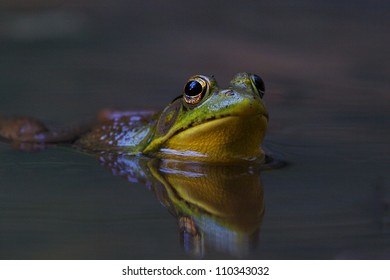 Green Frog, Lithobates Clamitans, Swimming In A Wetland / Pond At Tyler State Park, Bucks County, Pennsylvania