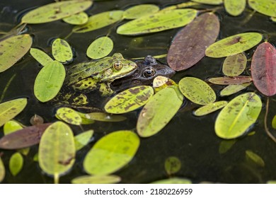 Green Frog Mating On Surface With Leaves.