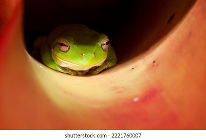 A Green Frog In Natural Surroundings, Australia