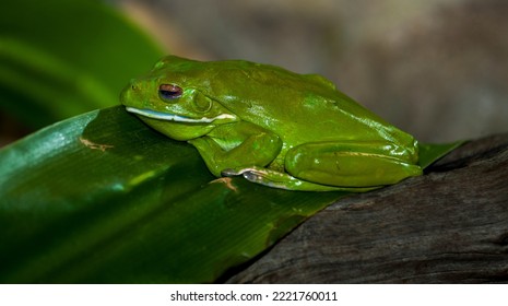 A Green Frog In Natural Surroundings, Australia