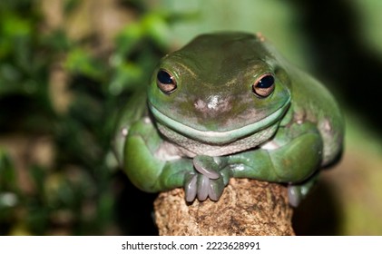 A Green Frog In Natural Surroundings, Australia