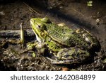 A Green frog near the lake