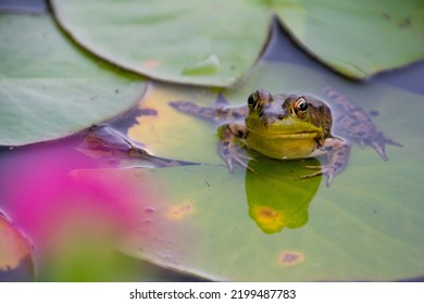 Green Frog On Lilly Pad