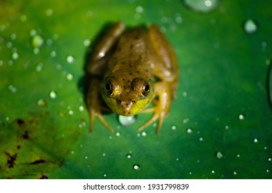 Green Frog On Green Lilypad