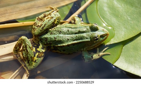 A green frog on a lilypad