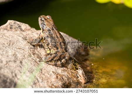 Green frog on ston e streaching one leg in the sunlight near pond