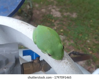 Green Frog On Top Of A Propane Tank