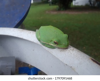 Green Frog On Top Of A Propane Tank