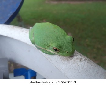 Green Frog On Top Of A Propane Tank