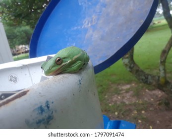 Green Frog On Top Of A Propane Tank