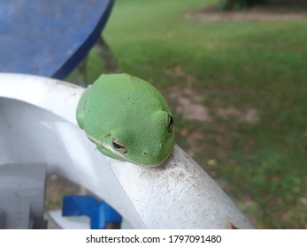 Green Frog On Top Of A Propane Tank