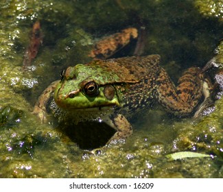 a green frog peeking his head out from under a swampy marsh