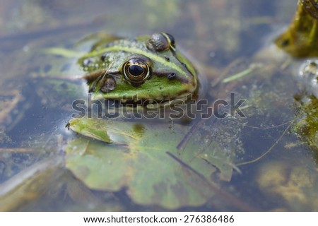 green frog Pelophylax esculentus in a Pond closeup