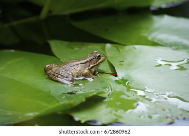 a green frog in pond - Powered by Shutterstock