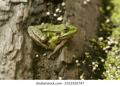 A green Frog in a pond near Bexbach
