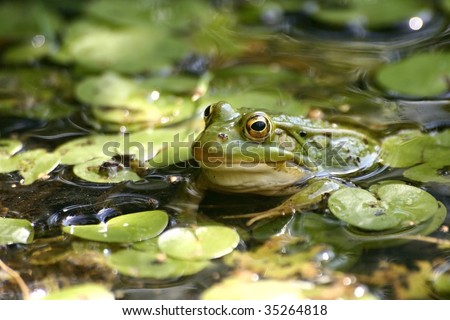 Green frog in the pond; Rana Esculenta