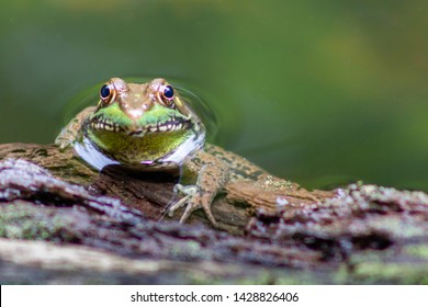 Green Frog In Prince William Forest Park Virginia