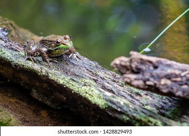 Green Frog In Prince William Forest Park Virginia