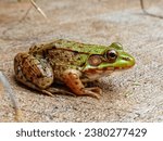 Green frog in the rain. Young Marsh Frog isolated  background, Pelophylax ridibundus
