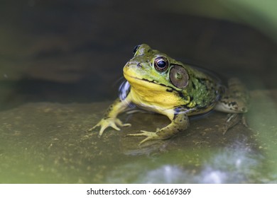 Grenouille Verte Images Stock Photos Vectors Shutterstock