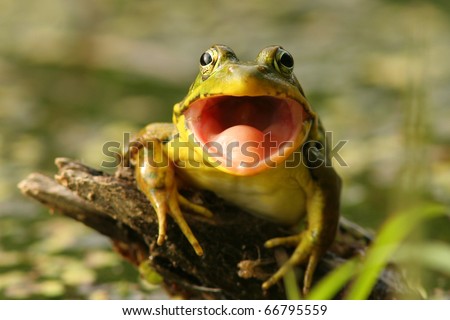Green Frog (Rana clamitans) with mouth open in Pinery Provincial Park, Ontario
