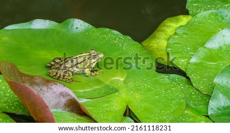 Green Frog Rana ridibunda (pelophylax ridibundus) sits on the water lily leaf in garden pond. Water lily leaves covered with raindrops. Natural habitat and nature concept for design
