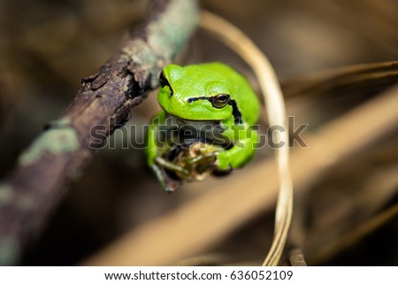 Green frog resting on straw 