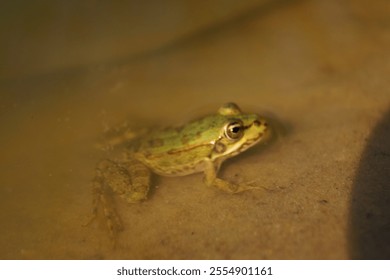 A green frog rests partially submerged in shallow water, its smooth skin glistening under soft light. Ripples surround it, enhancing the tranquil, natural ambiance of its environment. - Powered by Shutterstock