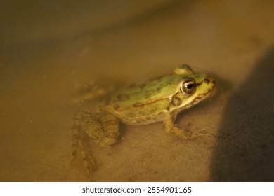 A green frog rests partially submerged in shallow water, its smooth skin glistening under soft light. Ripples surround it, enhancing the tranquil, natural ambiance of its environment. - Powered by Shutterstock