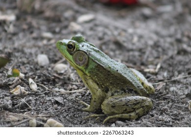 A green frog sitting in the dirt on the ground.