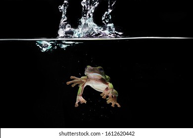 Green Frog Splashed Water 