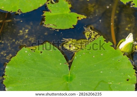 A green frog surfaces between lily pads, its dark eyes peering just above the waterline. A white water lily blossom glows softly in the corner.