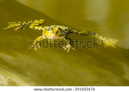 Green frog swimming in the water of a pond