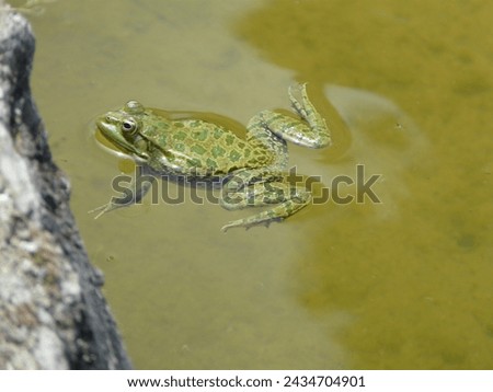 a green frog swims in the water