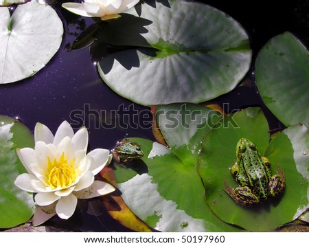           Green frogs in a pond with lilly pads