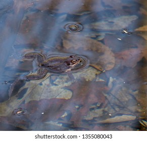 Green Frogs In Vernal Pool