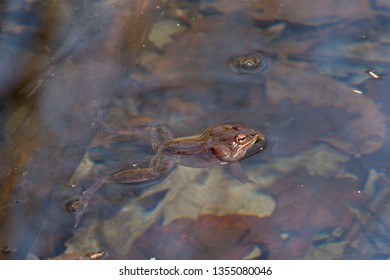 Green Frogs In Vernal Pool