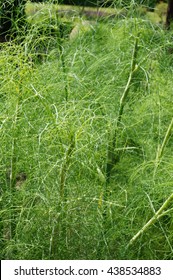 Green Fronds Of Fennel Plant