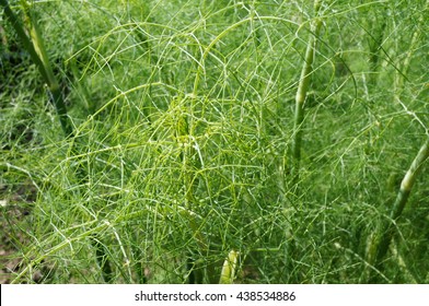 Green Fronds Of Fennel Plant