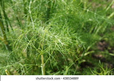 Green Fronds Of Fennel Plant