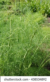 Green Fronds Of Fennel Plant