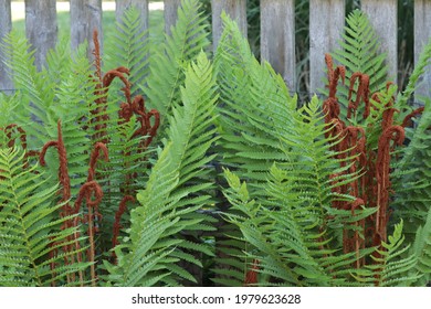 Green fronds on a cinnamon fern (Osmundastrum cinnamomeum) surround unfurling brown fronds in spring.