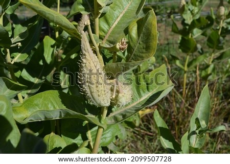 The green fruit of Asclepias Speciosa is a large coarse follicle filled with a variety of flat oval seeds, each with silky hairs in gardens in the Capitol Reef National Park
