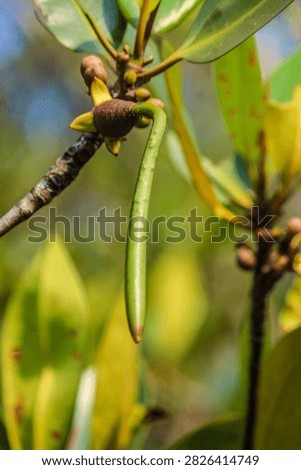 the green fruit of a certain type of mangrove