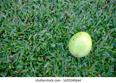 Green fruit and green grass background 