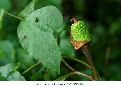 A green fruit of Jack-in-the-pulpit (Arisaema serratum) in Japanese summeer - Shutterstock ID 2243835365