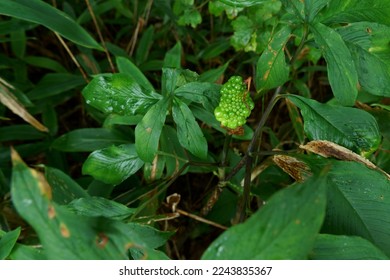 A green fruit of Jack-in-the-pulpit (Arisaema serratum) in Japanese summeer - Shutterstock ID 2243835367